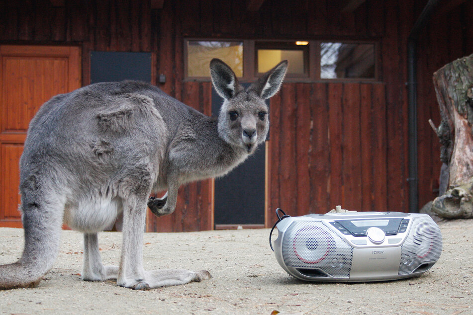 Tiere im Zoo Görlitz werden mit Lautsprechern auf die Silvesternacht vorbereitet.