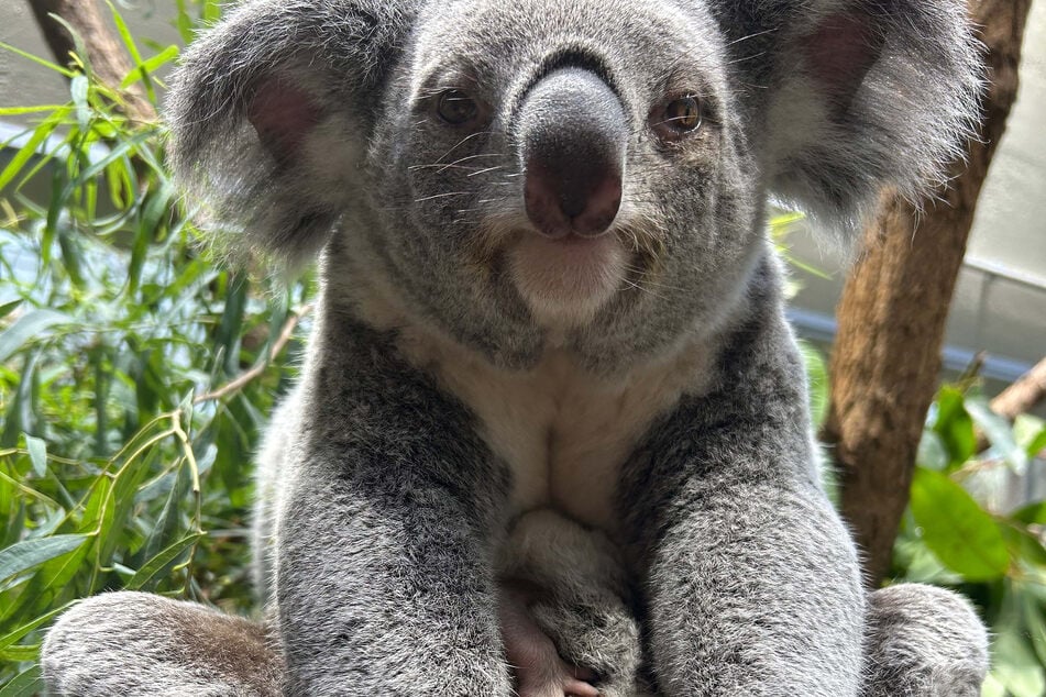 Die Haltung von Koalas ist sehr kompliziert, da sie nur ausgewählte Eukalyptussorten fressen.