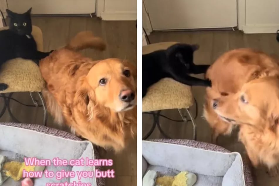 Golden retriever loves getting scratches from cat sibling!
