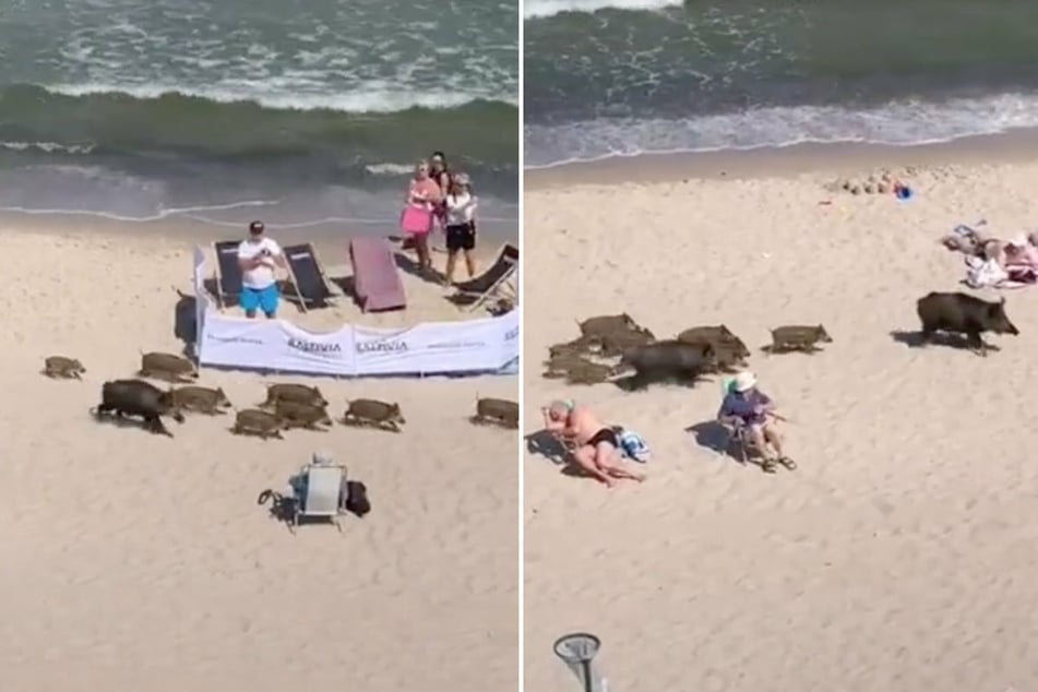 Mitten am Ostsee-Strand: Wildschweine laufen durch Badegäste!