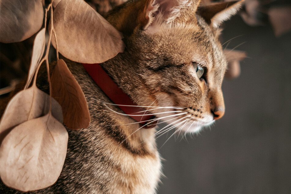 There are few striped cats more beloved than the Abyssinian.