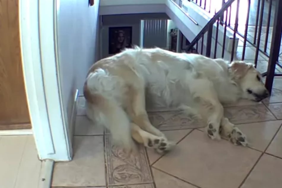 Hund macht ein Nickerchen im Treppenhaus - dann passiert, was passieren muss
