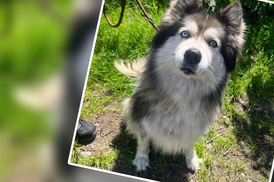 Hier warten die schönsten Augen des Tierheims auf Dich: Wer hat ein Herz für den Husky-Collie-Mix?