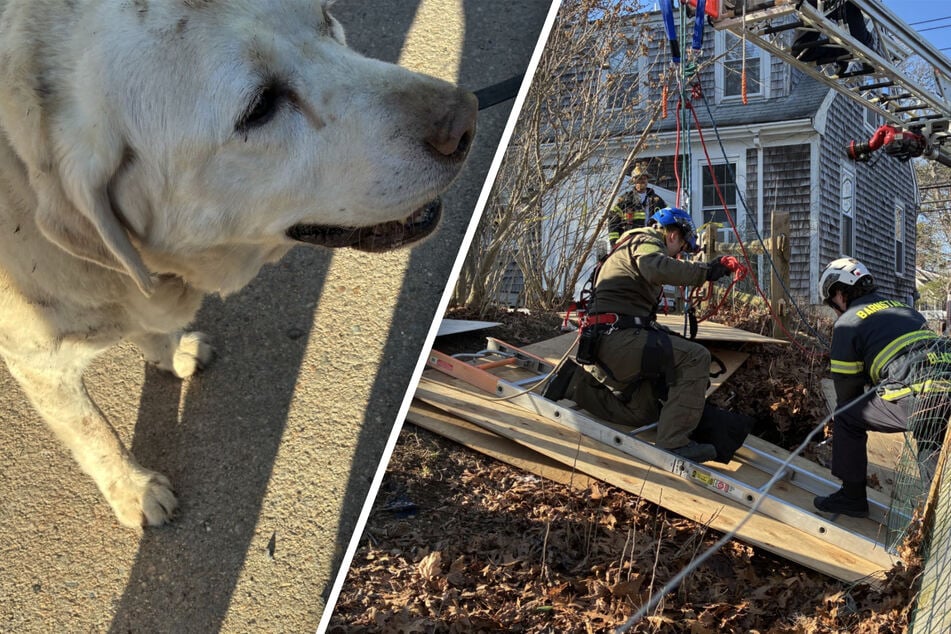 Labrador fällt in vier Meter tiefe Grube, was dann passiert, lässt den Atem stocken