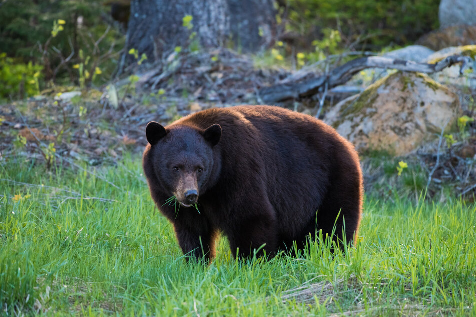 Die Jagd auf Schwarzbären ist in Kanada und vielen US-Bundesstaaten legal. (Symbolbild)