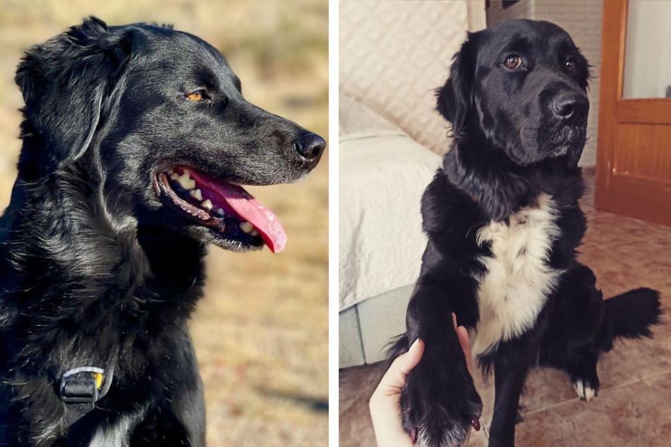 Links: Golden Collie Silas. Rechts: Golden Collie Rider. Beide Hunde werden von ihren Besitzern manchmal "Black Golden Retriever" genannt.