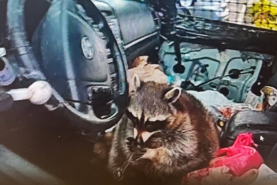 Verkehrskontrolle im US-Bundesstaat Ohio: Ein Waschbär sitzt auf dem Fahrersitz und hat eine Meth-Pfeife zwischen den Pfoten.