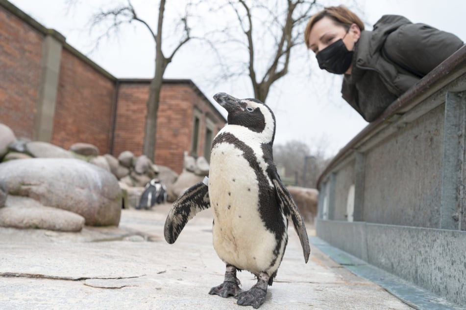 Eine Besucherin der Wilhelma betrachtet einen Brillenpinguin.