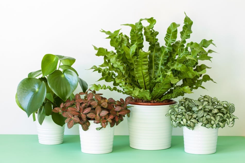 Ungiftige Zimmerpflanzen: 12 harmlose Pflanzen für Dein Zuhause