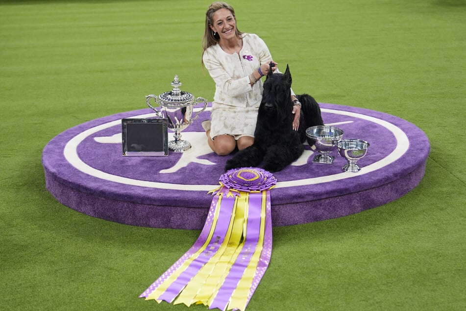 Katie Bernardin und Monty, ein Riesenschnauzer, feiern, nachdem sie bei der 149. Westminster Kennel Club Hundeschau den Preis für den besten Hund der Ausstellung gewonnen haben.