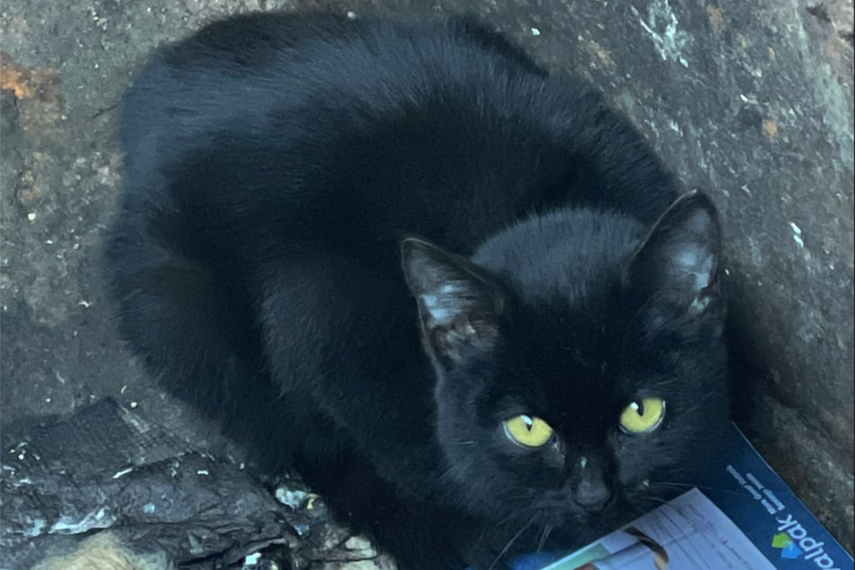 Czarna futrzasta Spooky najwyraźniej wpadła do kontenera na śmieci i nie była w stanie sama się z niego wydostać.