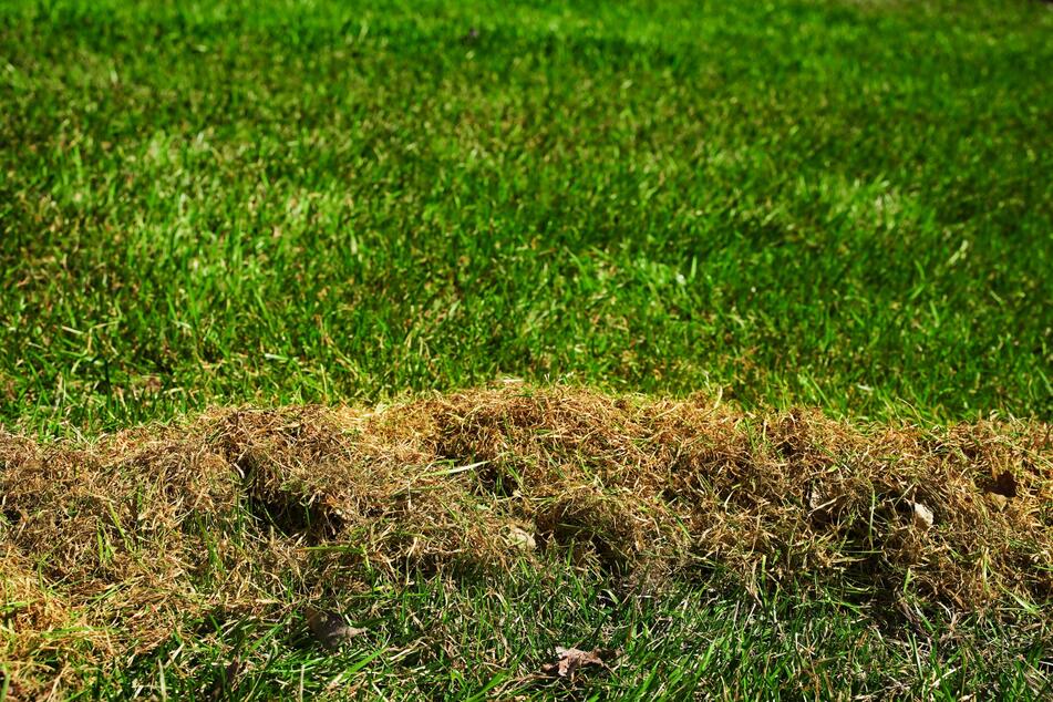 Getrocknetes Gras kann zum Mulchen auch mit einer Harke oder einem Rechen in den Rasen gearbeitet werden.