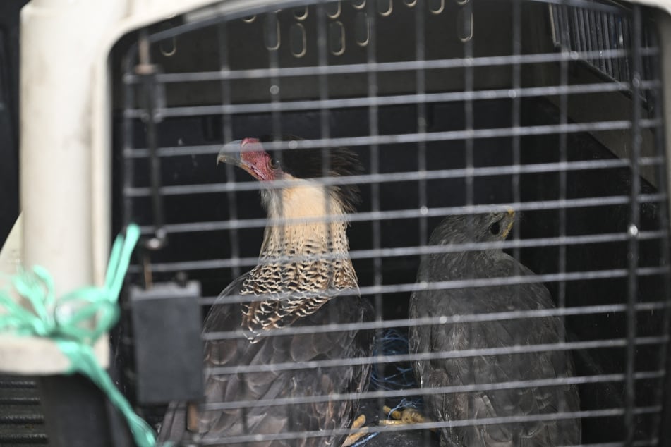 Auch mehrere Vogelarten wurden bei der Razzia gefunden.