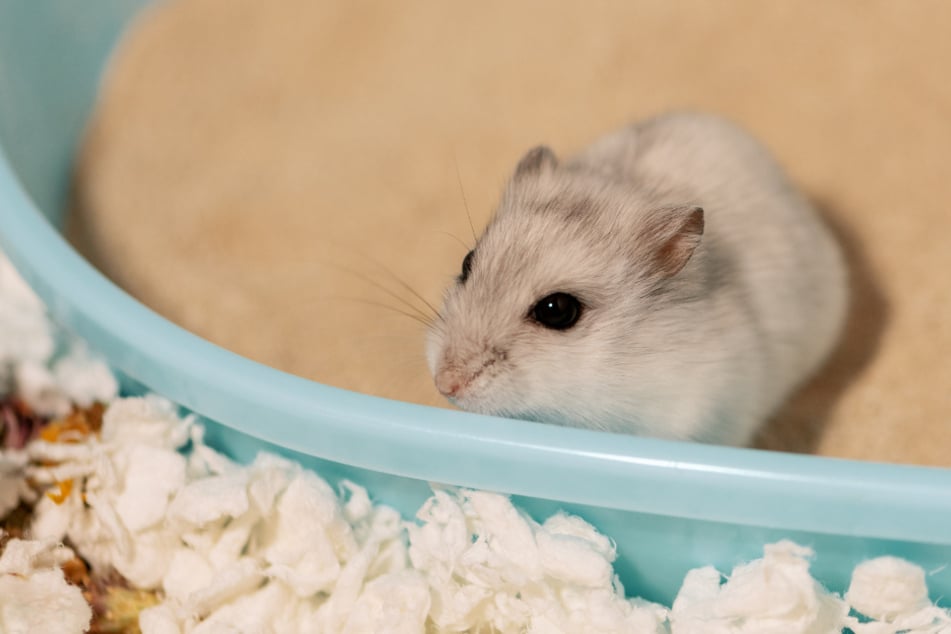 Ein Hamster ohne Sandbad? Warum das keine gute Idee ist!