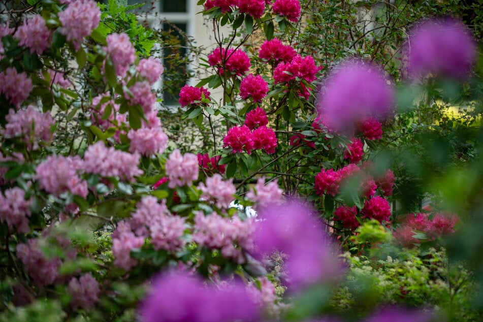 Der Park ist vor allem für die seidelschen Rhododendren bekannt.