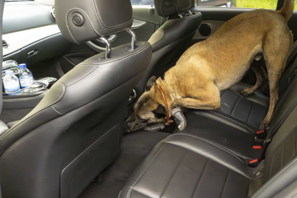 Tragisches Ende einer Suchaktion in Sachsen: Polizeihund Bruce (†4) von Zug überrollt