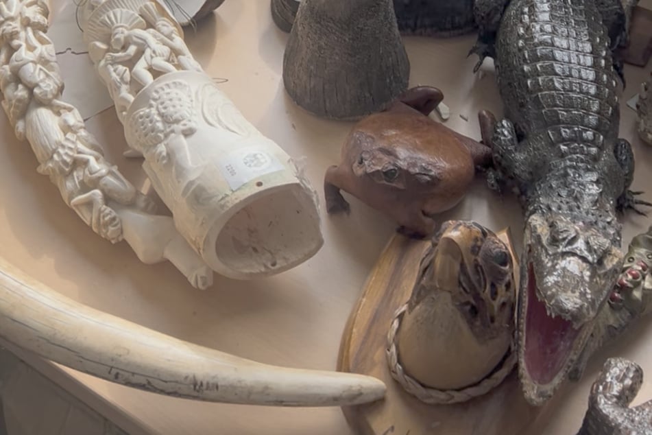 Kleine Reptilien, Amphibien und Elfenbeinprodukte werden oft geschmuggelt.