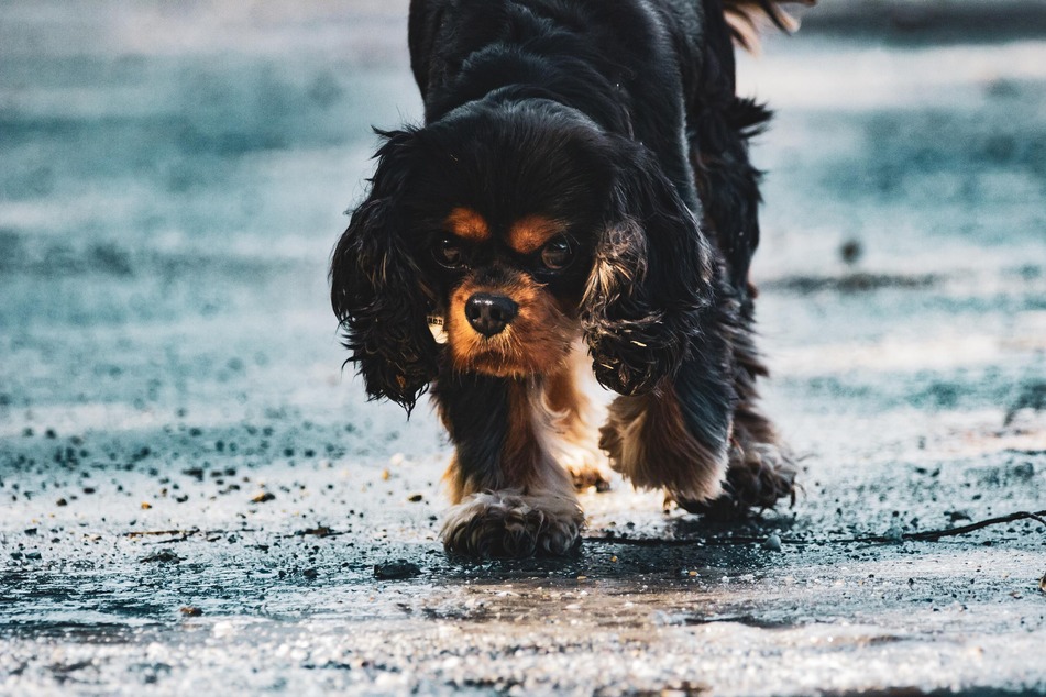 All dogs will smell bad if they get wet, so make sure to dry them quickly after being in the rain or swimming.