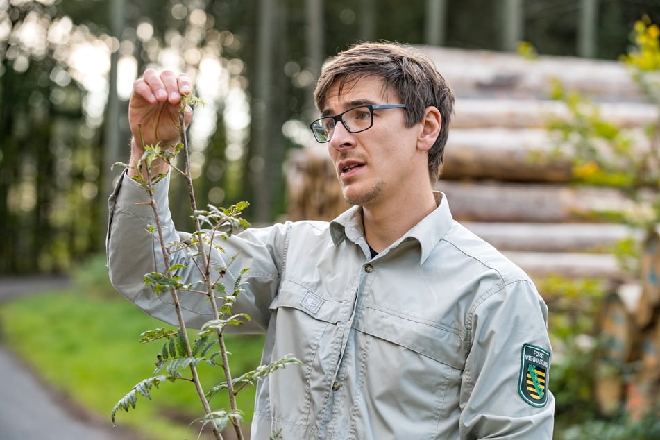 Marcel Thomae (36), Referent für Wildtiermanagement, schaut genau hin. Wildverbiss zeigt sich auch an den jungen Stämmchen (Foto).