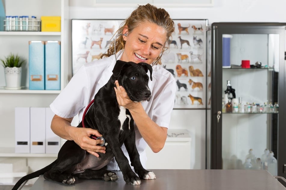 In Deutschland fehlt es an jungen Veterinärmedizinern.