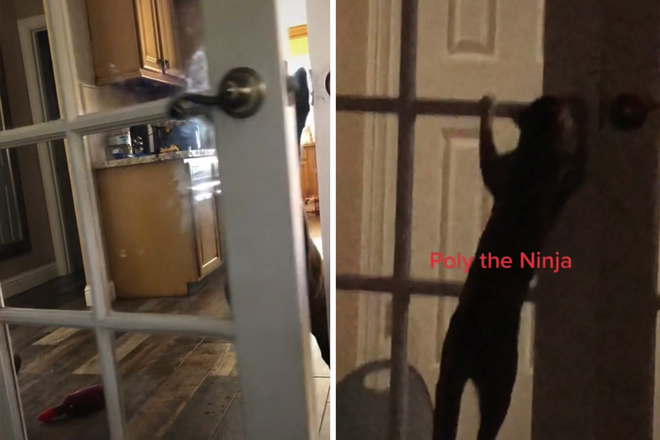 Katze bringt sich frechen Tür-Trick bei: Was der Familienhund dann macht, lässt Lachtränen fließen