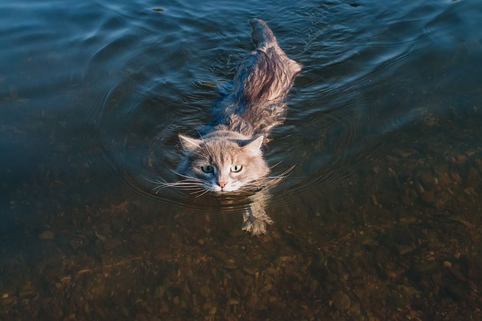 Nur wenige Katzenrassen gehen freiwillig ins Wasser, um zu schwimmen.
