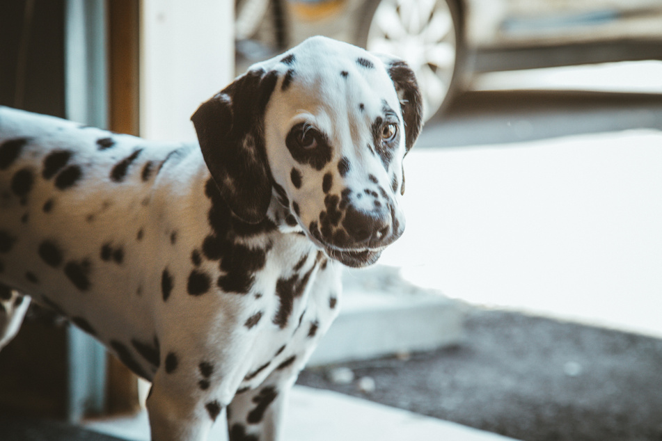 Dogs with spots usually have short, smooth black-and-white coats.