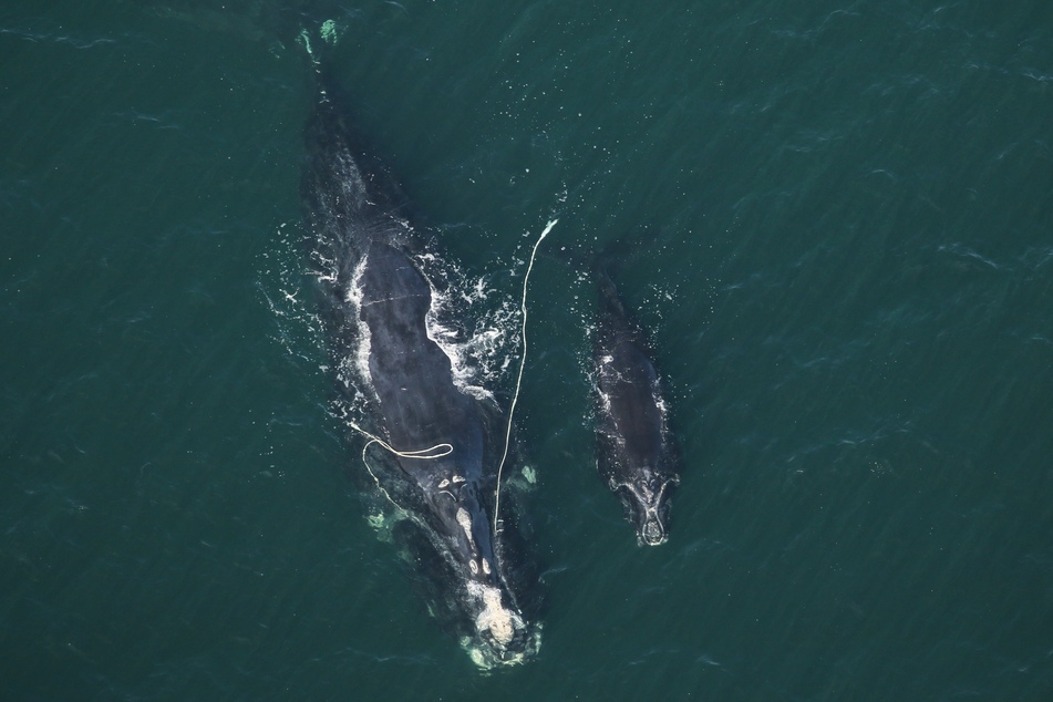 A right whale named Snow Cone (l) and a calf were spotted roughly 12 nautical miles off the shore in Fernandina Beach, Florida.