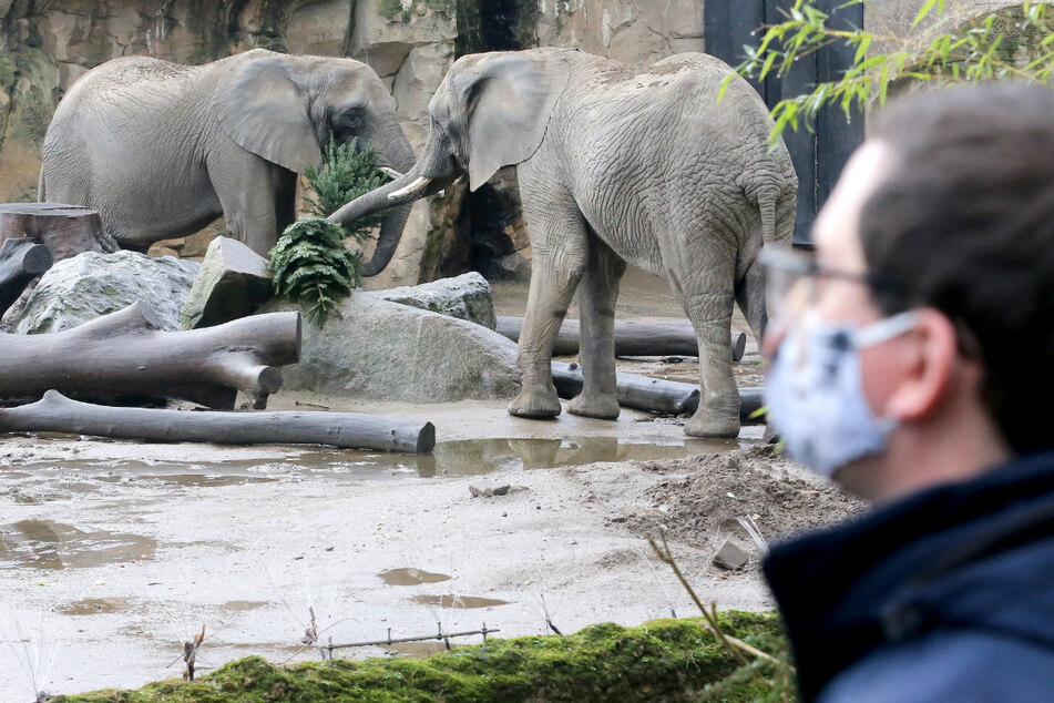 Hoffnung bei Zoos und Museen in NRW: Öffnungen schon nächste Woche?
