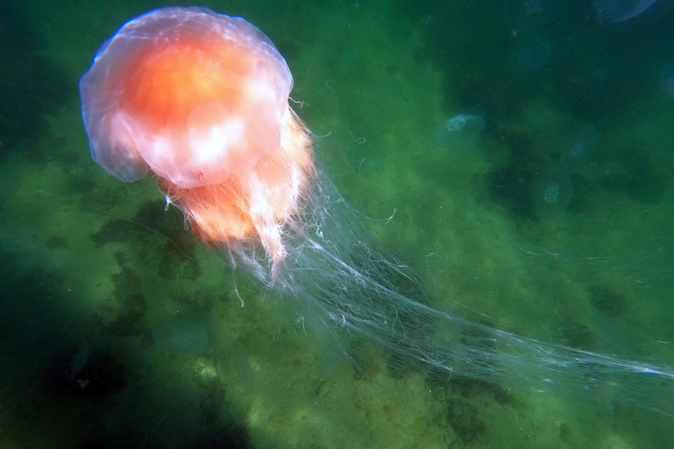 Die Feuerquallen kommen unter anderem in Nord- und Ostsee vor.