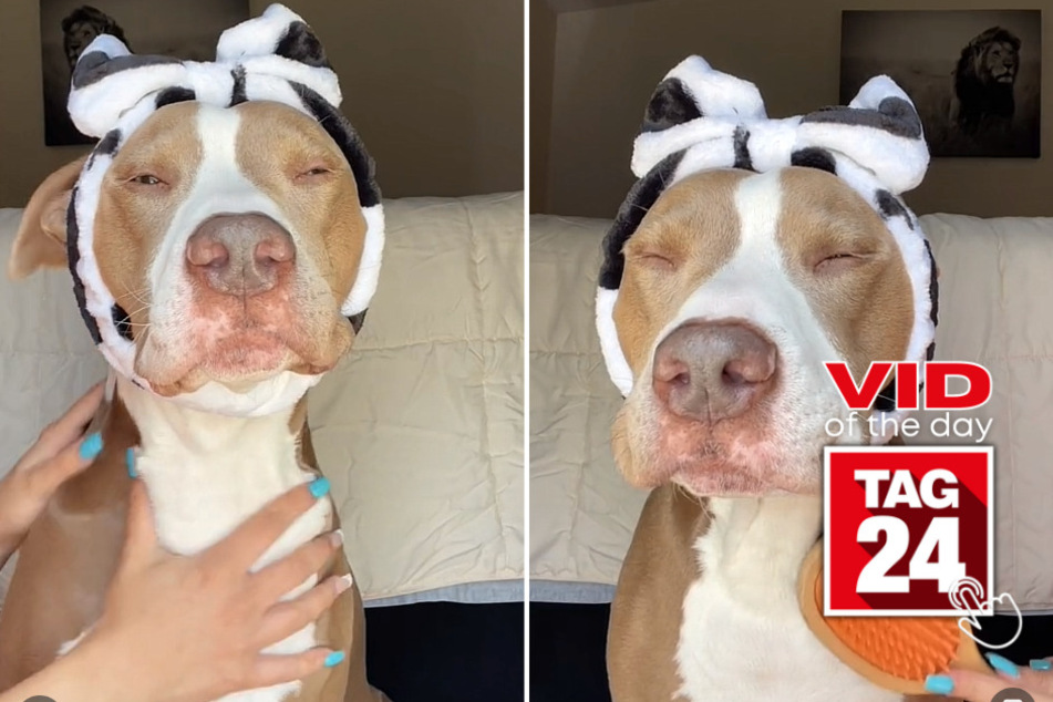 viral videos: Viral Video of the Day for May 11, 2023: Pampered pit bull gets the royal treatment