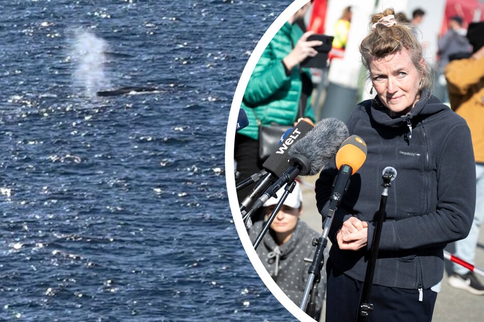 Umstrittene Buckelwal-Freilassung: Tierärztin rechnet mit Boots-Crew ab