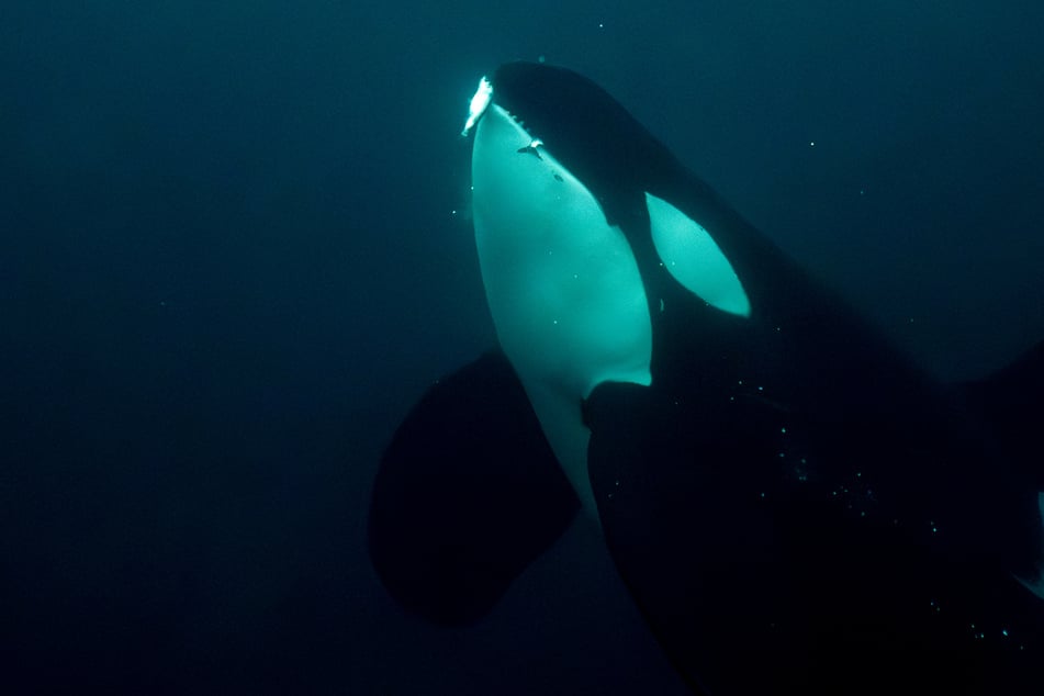 Two massive orcas busted a huge fish to bits by ramming into it.