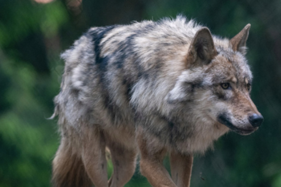 Abschuss-Debatte nimmt jähes Ende: Betroffener Wolf schon längst tot!