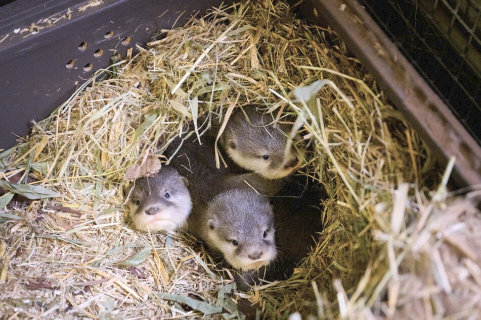Die Otter-Babys warten darauf bald die Außenanlage zu erkunden.