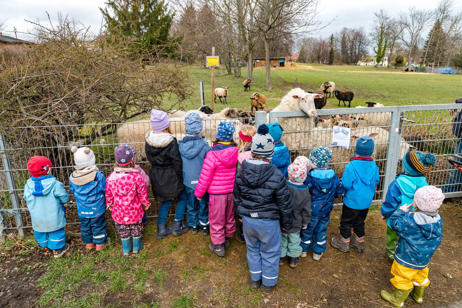Bevor die Asyl-Container Anfang 2024 bezogen wurden, grasten Schafe auf der Brache, worüber sich auch Kita-Gruppen freuten.