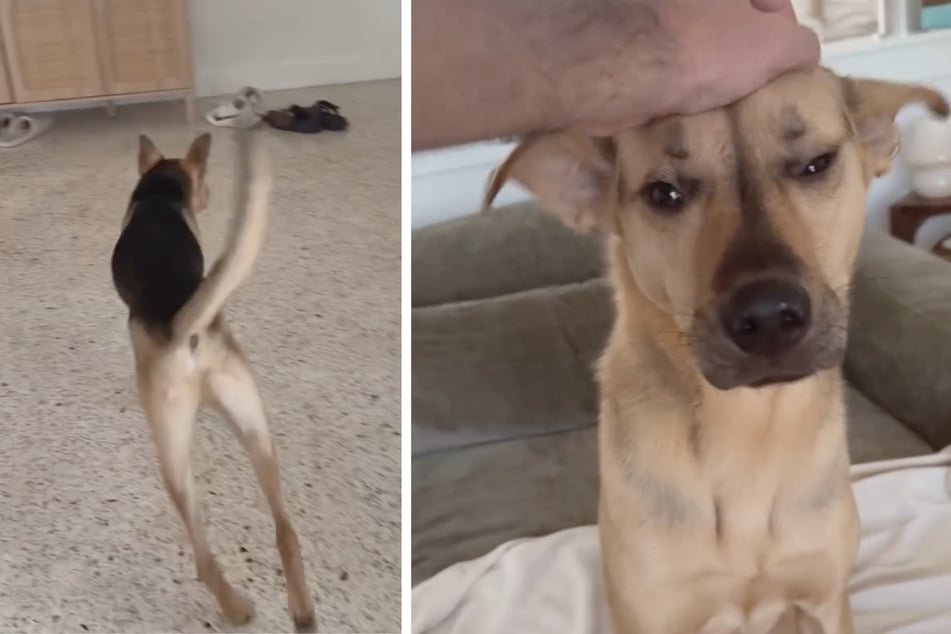 Von Unsicherheit zu Vertrauen - Hund Cactus lernt, sein neues Leben zu genießen