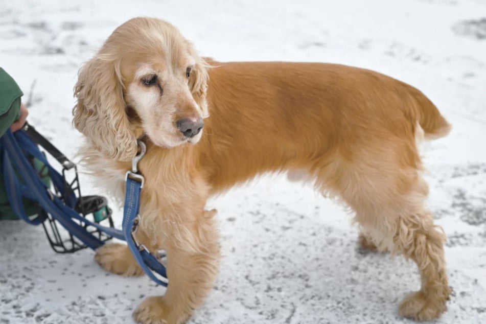 Der lebhafte Hund sucht Menschen mit Erfahrung.