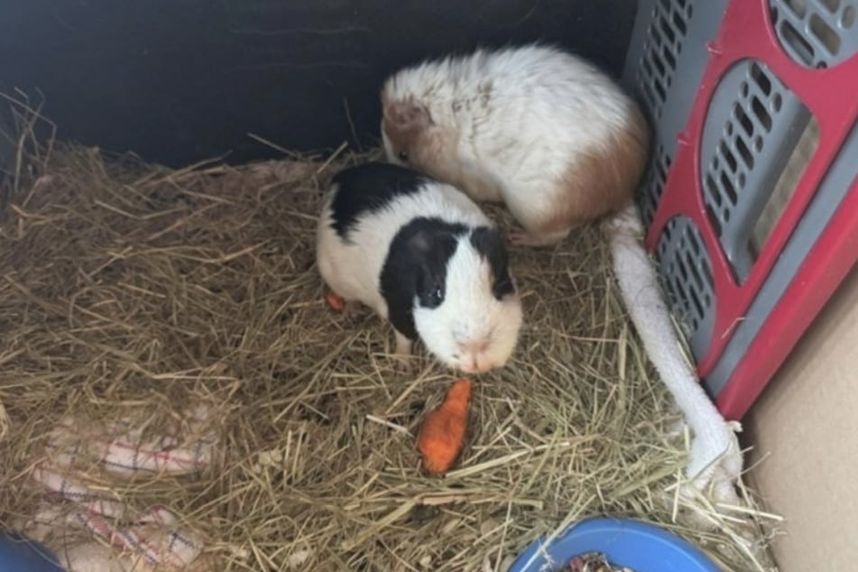 In Norderstedt wurden offenbar zwei Meerschweinchen ausgesetzt. Die Polizei ermittelt.