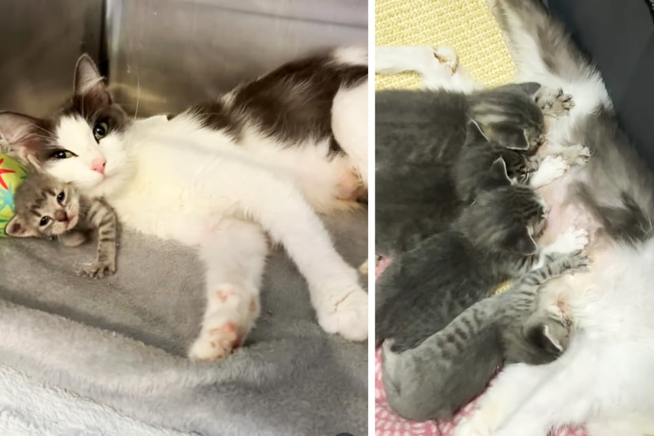 Die Samtpfote adoptierte die drei Kätzchen kurzerhand.