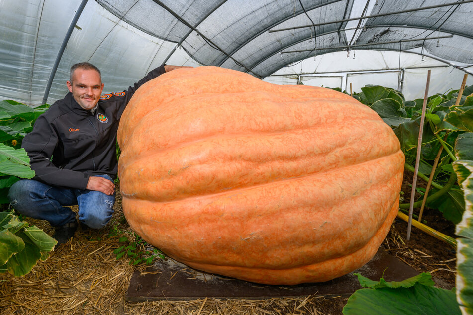 Oliver Grafe (38) aus Brandenburg will einen 1000-Kilogramm-Kürbis züchten.