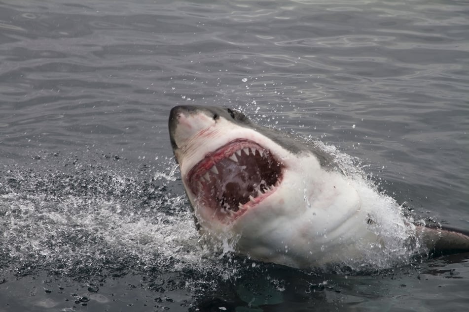 Ein 16-Jähriger wurde beim Schwimmen von einem Hai schwer verletzt. (Symbolbild)