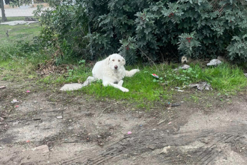 The white dog had a broken leg and the little dog under the bush refused to leave his side.
