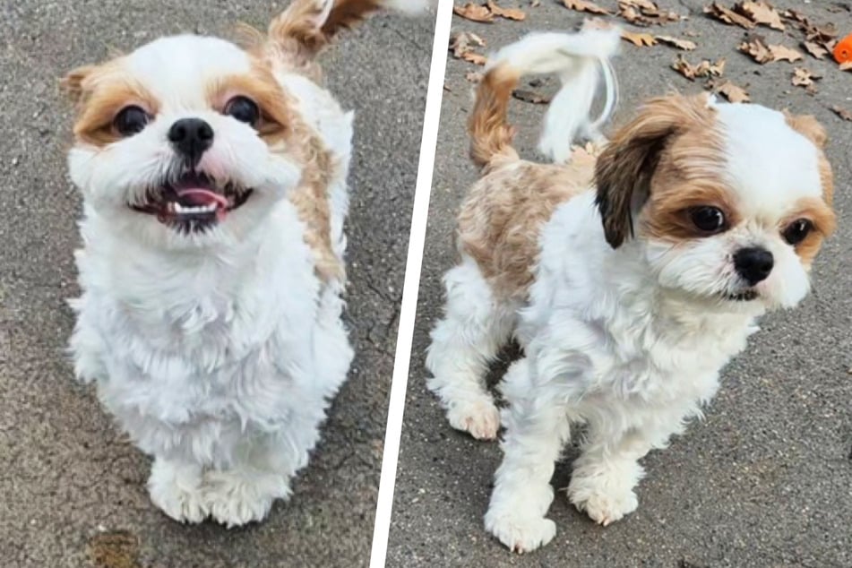Shih Tzu „ManMan“ hledá domov: Kdo odolá tomuto pohledu?