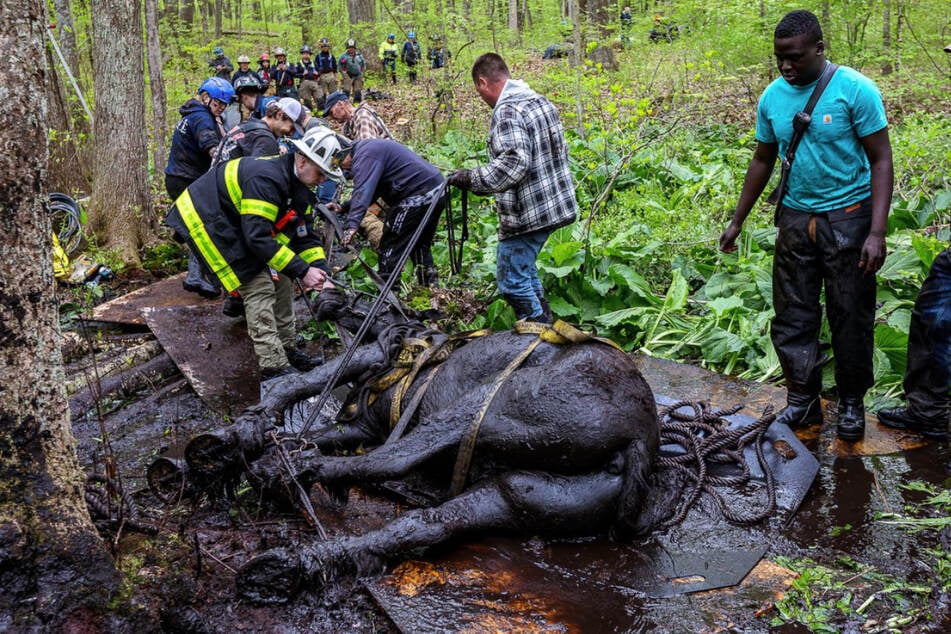 Die beiden Pferde waren so tief im Schlamm versunken, dass sie sich nicht aus eigener Kraft befreien konnten.