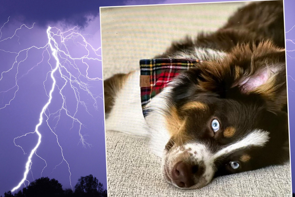 Frau vom Blitz getroffen und schwer verletzt: Von ihrem Hund fehlt jede Spur