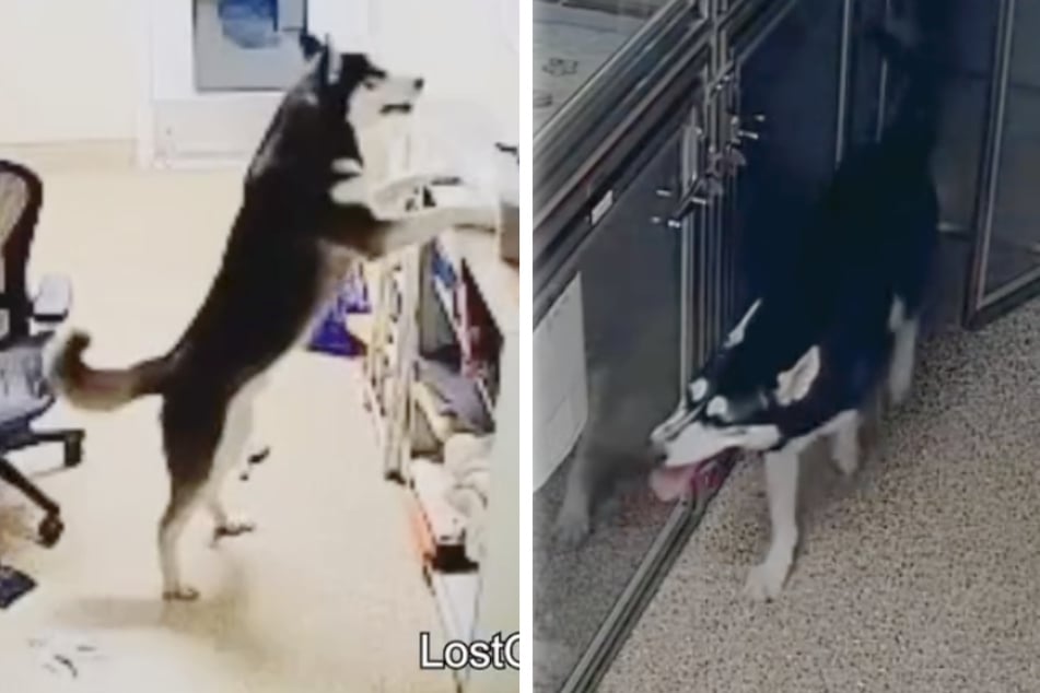 Husky escapes kennel and gets "arrested" after causing chaos at animal shelter