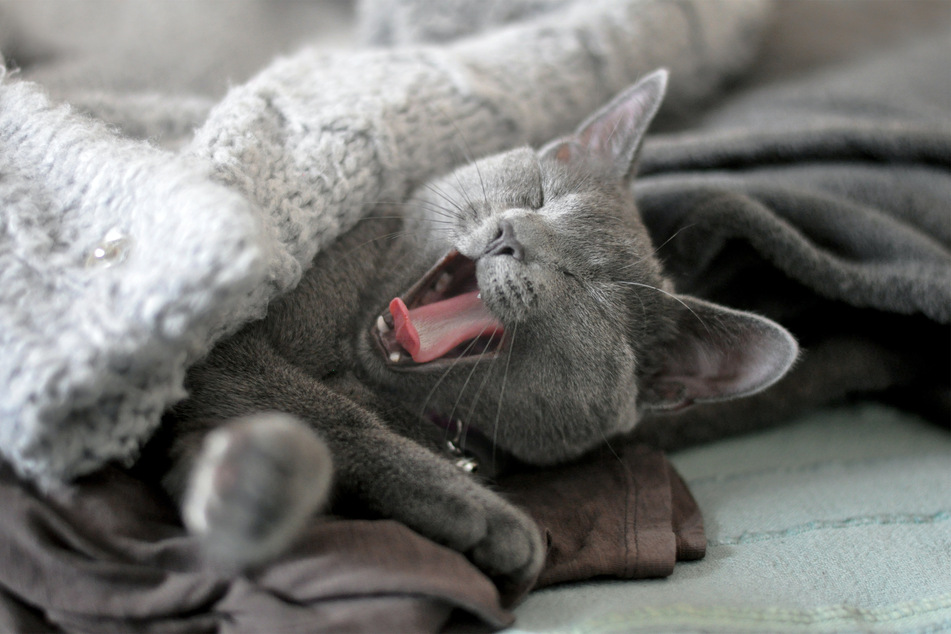 The Russian blue is an extraordinary cat breed, and unbelievably adorable.