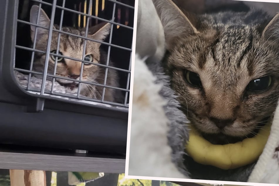 Nach Unfall: Fundkatze "Mochi" muss Fixateur an Kiefer tragen, Tierheim bittet um Spenden