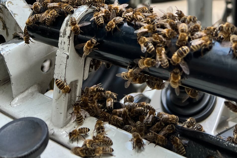 Bienenschwarm macht Ausflug in Fußgängerzone